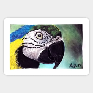 Macaw Sticker